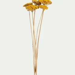 alinea Fleurs Séchées*Botte d'achilée séchée H55cm - Jaune