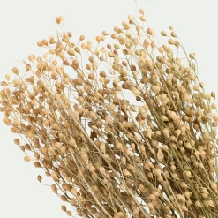 alinea Fleurs Séchées*Botte de Passerages séchées H55cm - Jaune